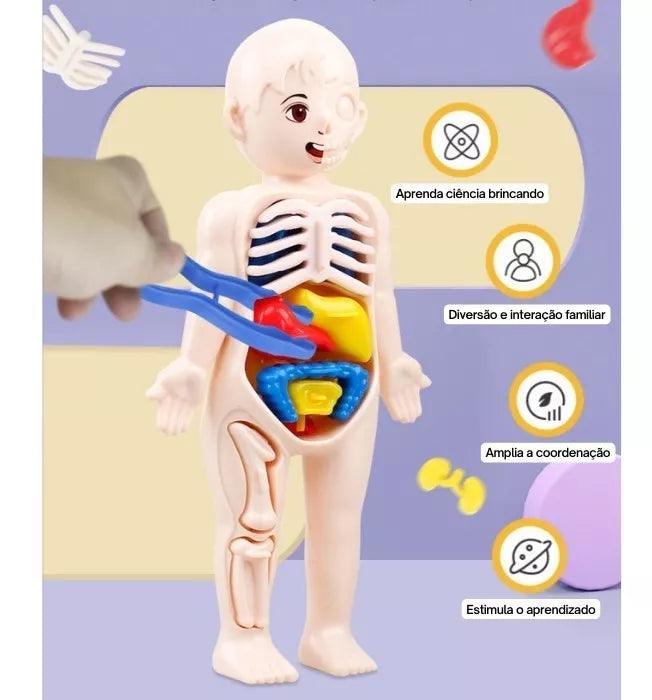 Boneco Pedagógico Corpo Humano Anatomia Órgãos Internos 3d