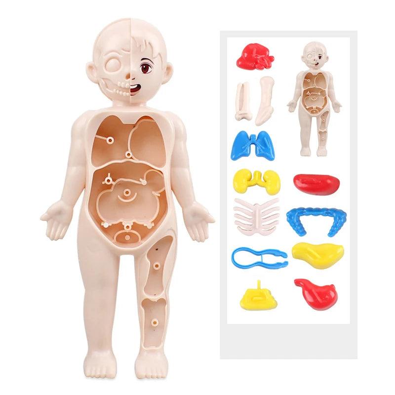 Boneco Pedagógico Corpo Humano Anatomia Órgãos Internos 3d